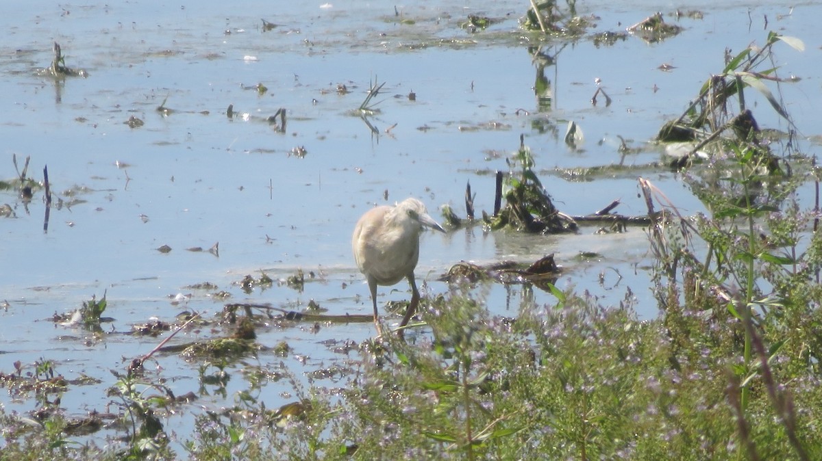 Squacco Heron - Kai Wess