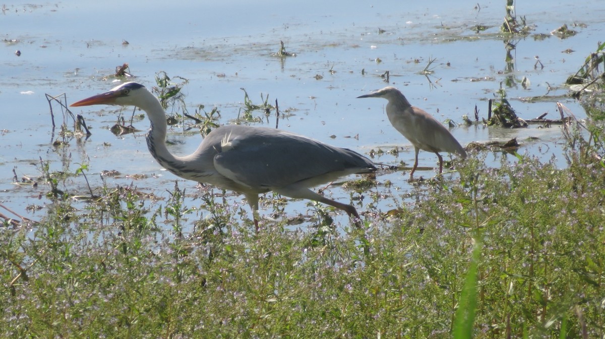 Squacco Heron - Kai Wess