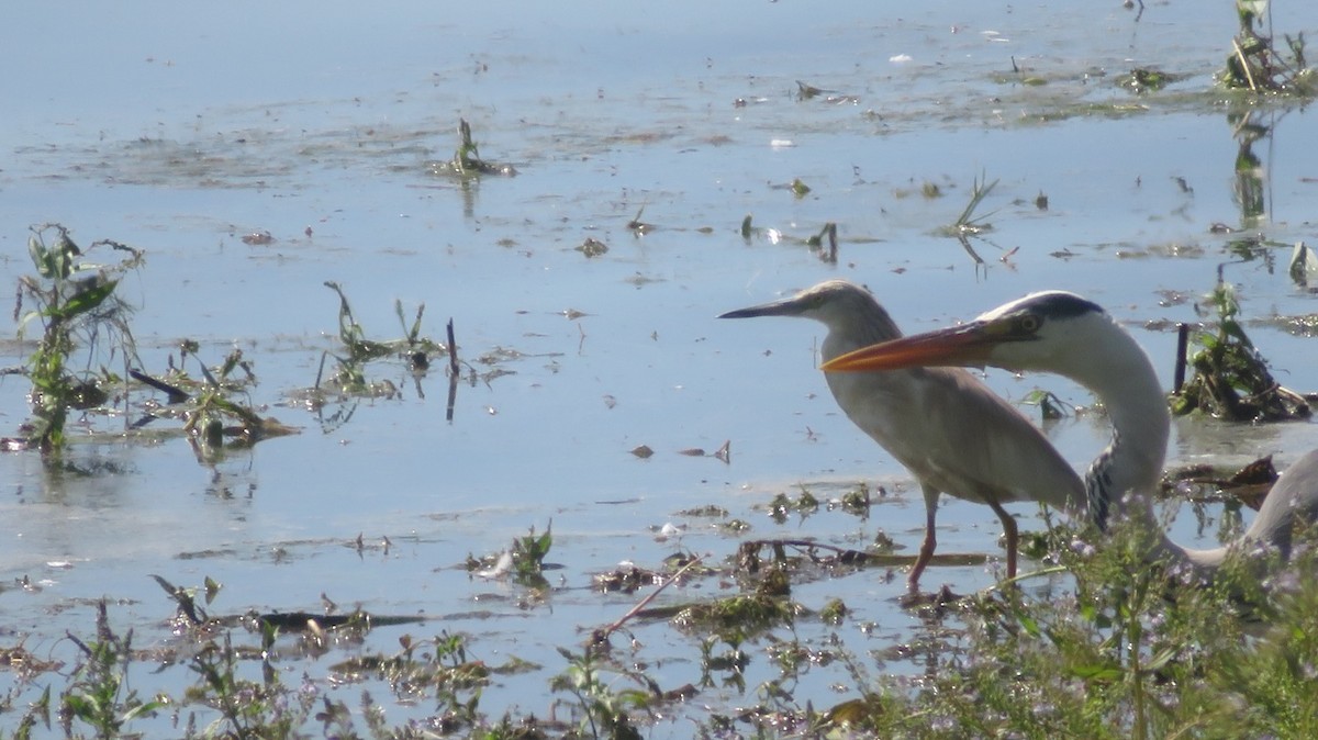 Squacco Heron - ML597954081