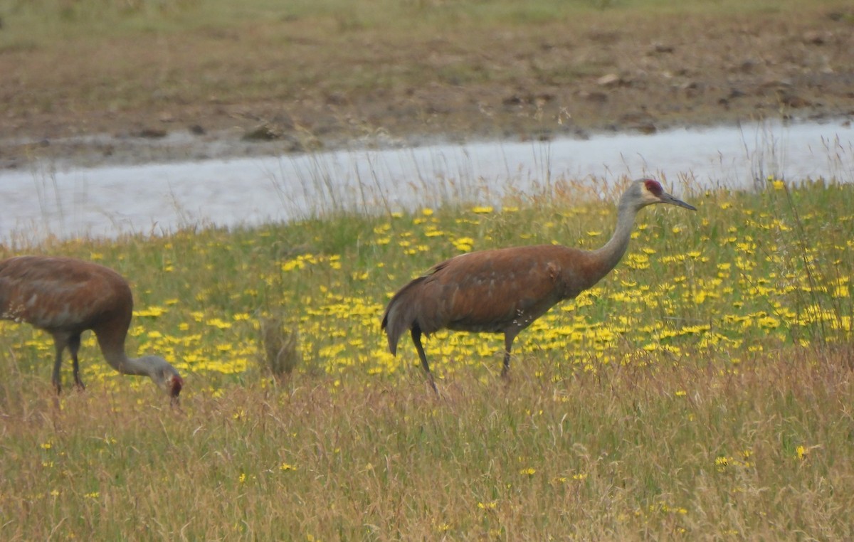 Sandhill Crane - ML597955761