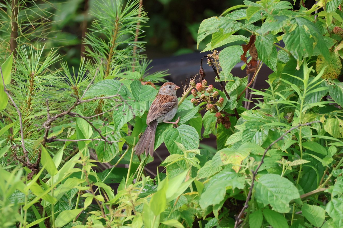 Field Sparrow - ML597955771