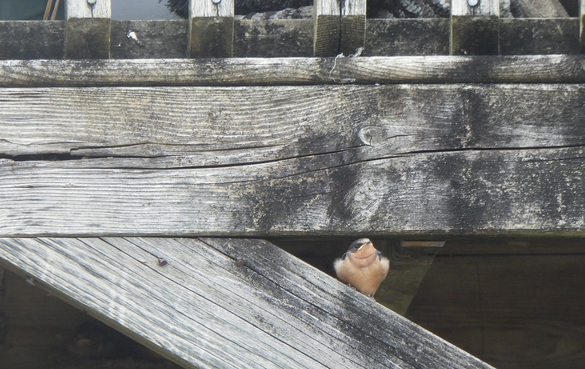 Асрын хараацай - ML597955861