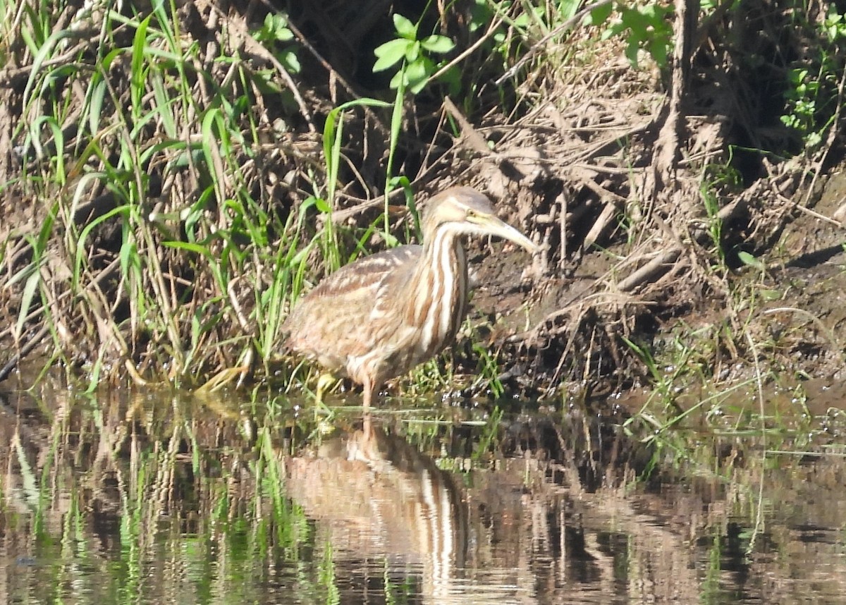 American Bittern - ML597955981