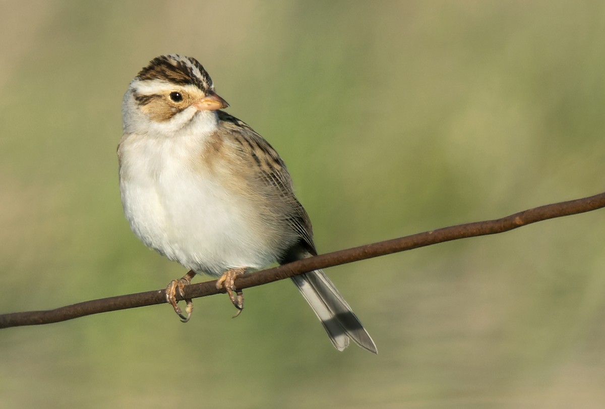 Clay-colored Sparrow - ML597956561