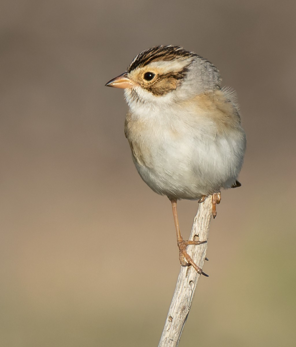 Clay-colored Sparrow - ML597956581
