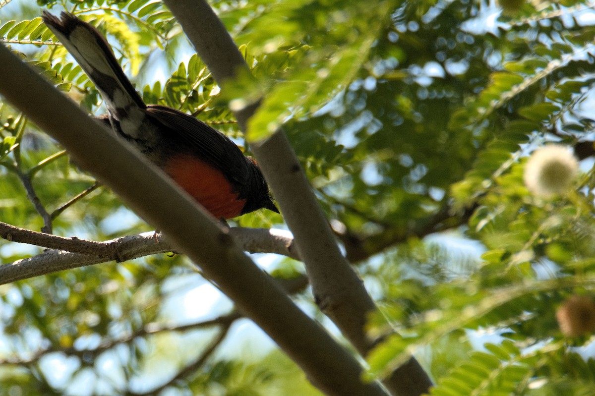Slate-throated Redstart - ML59795731