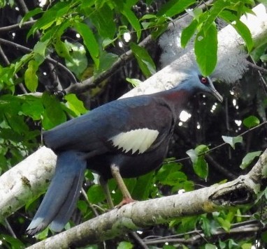 Sclater's Crowned-Pigeon - John Finch