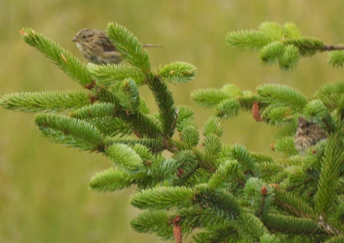 Lincoln's Sparrow - ML597957791