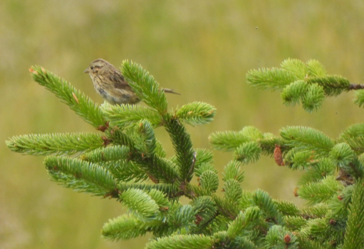 Lincoln's Sparrow - ML597957801