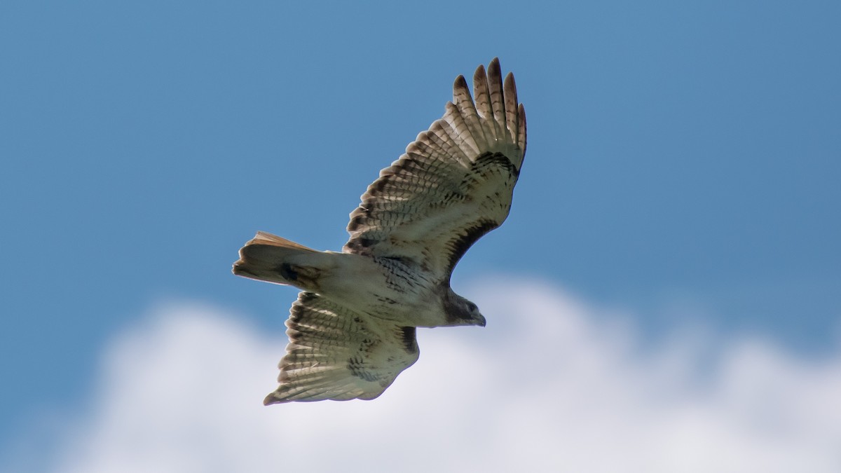 Red-tailed Hawk - ML59795801