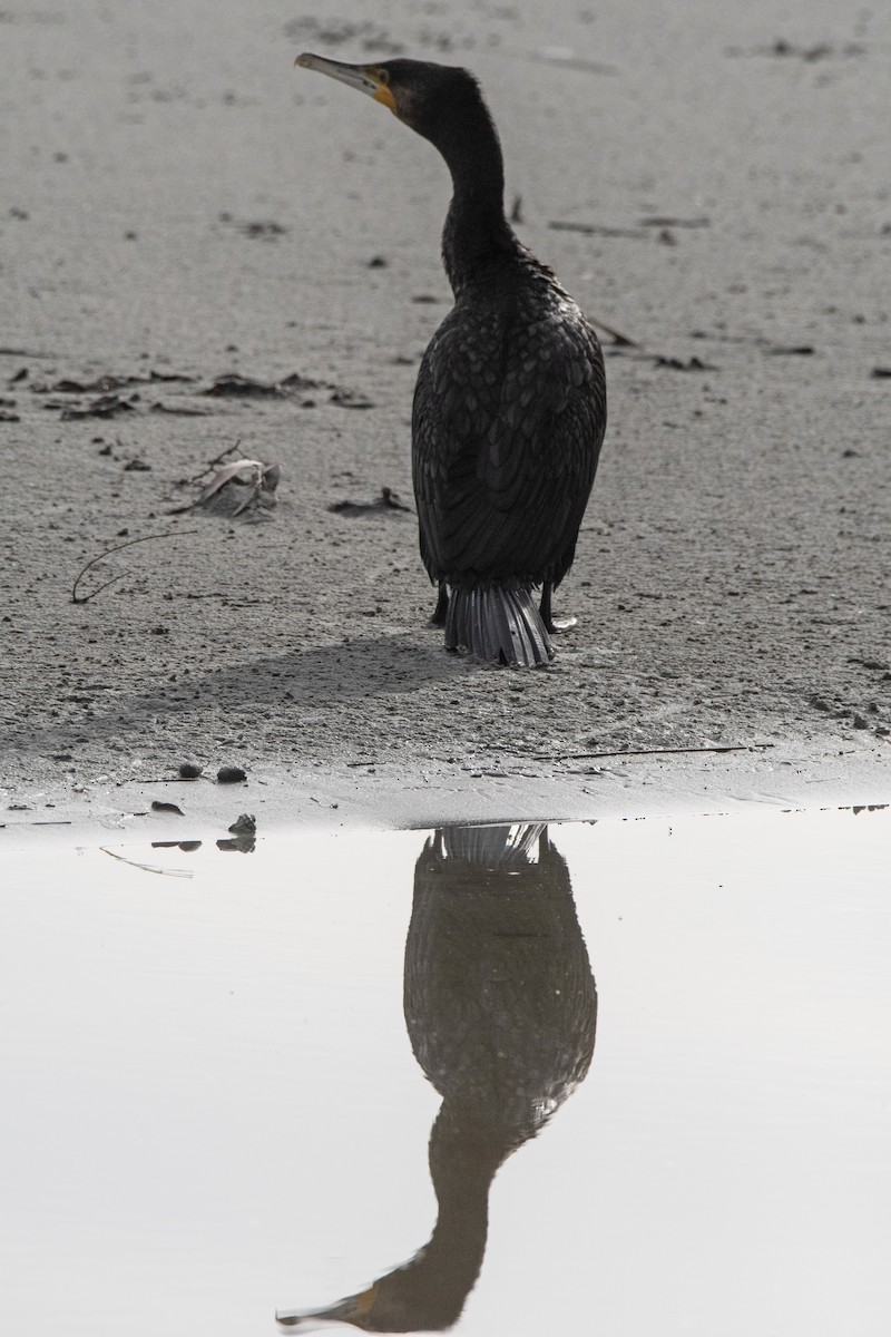 Great Cormorant - ML597958301