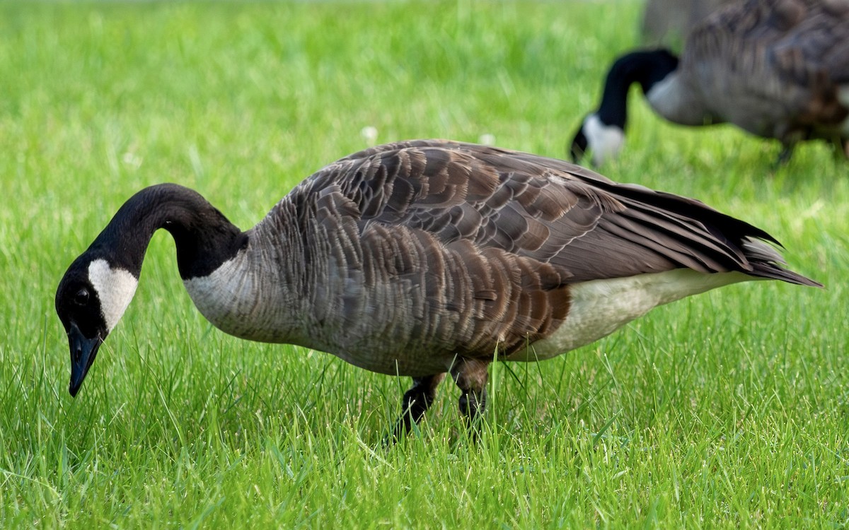 Canada Goose - Nathan Lewis