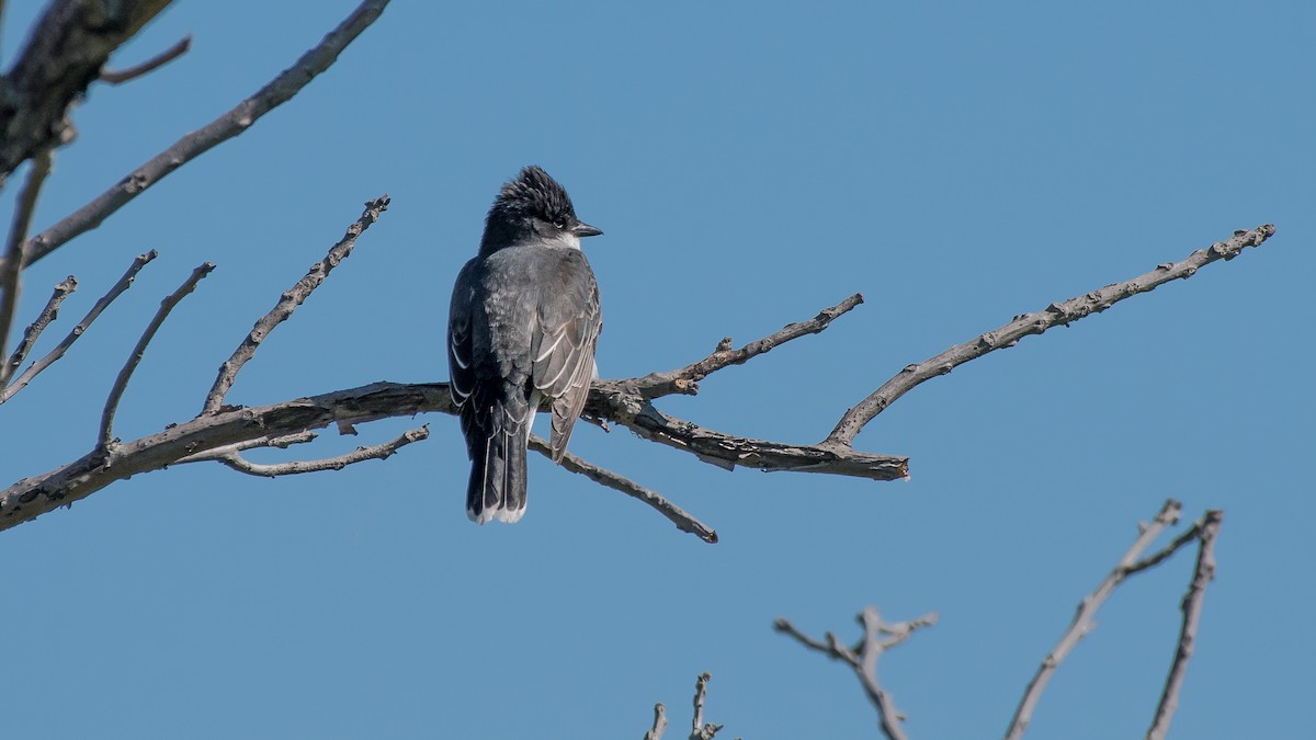 Eastern Kingbird - ML59795861