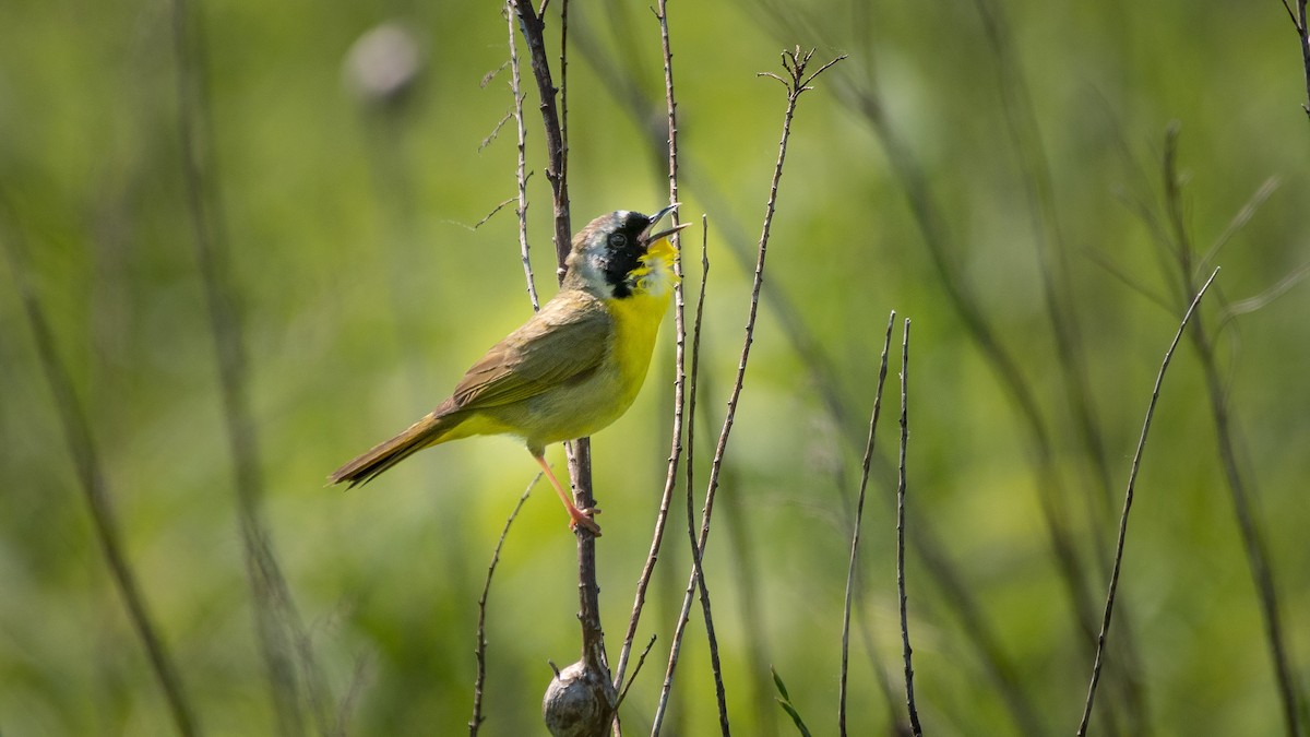 Common Yellowthroat - ML59795891