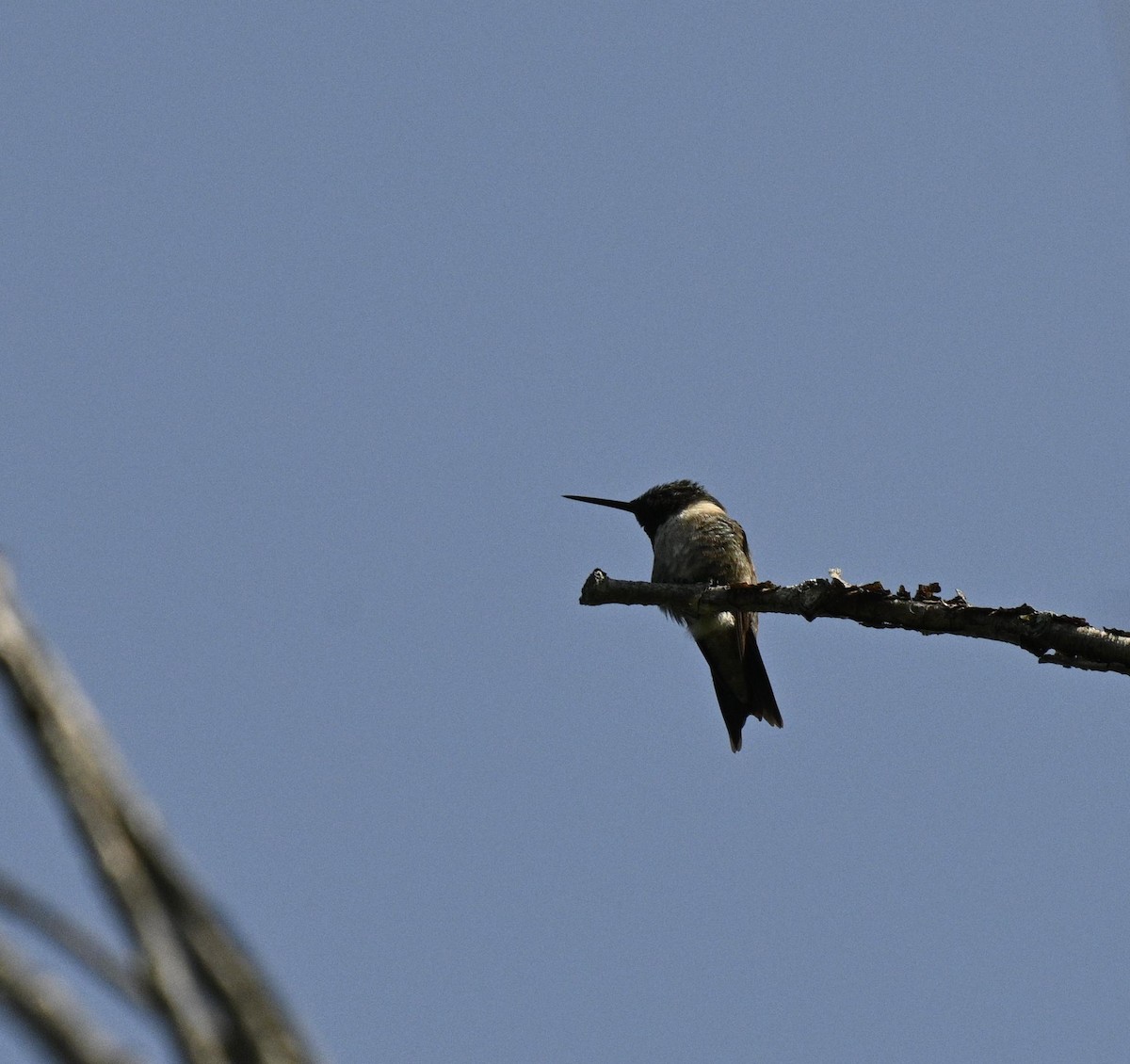 Ruby-throated Hummingbird - ML597959351