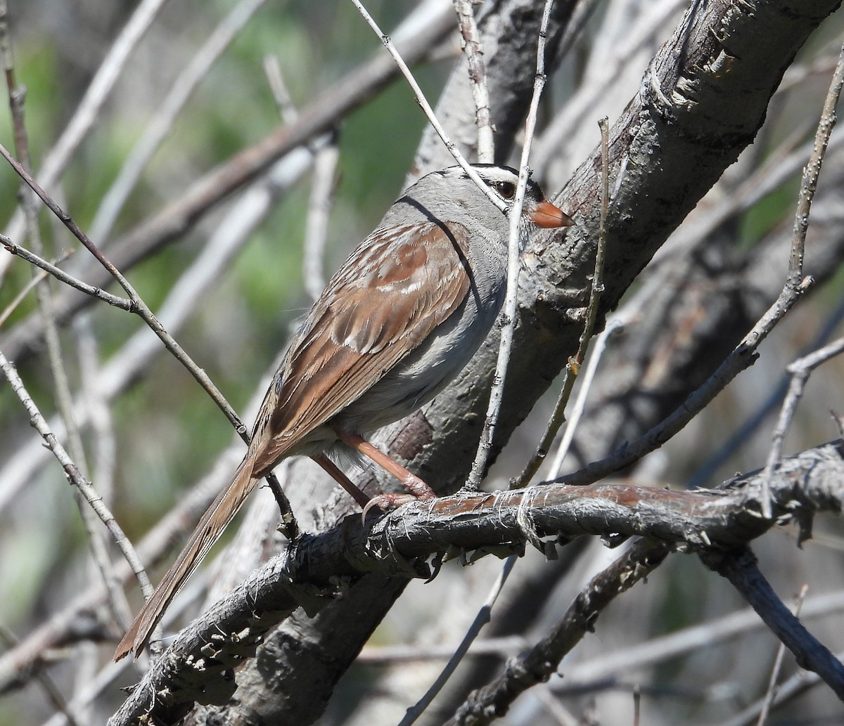 White-crowned Sparrow - ML597960971