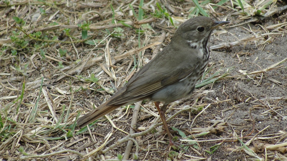 drozd rezavoocasý - ML59796121