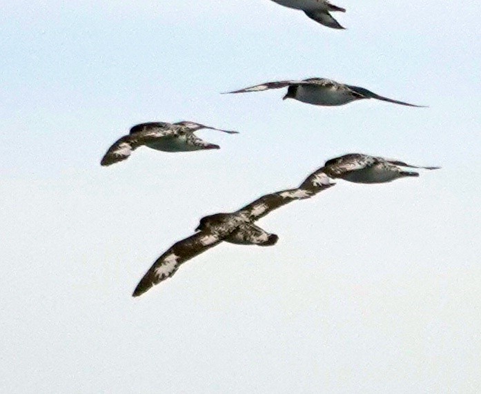 Cape Petrel - ML597962621