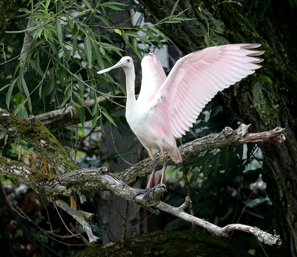 Roseate Spoonbill - ML597963081