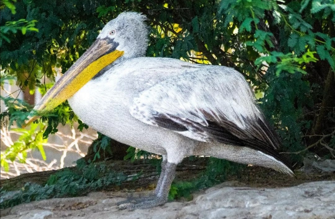 Кудрявый пеликан - ML597964911