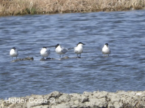 Gull-billed Tern - ML59796531