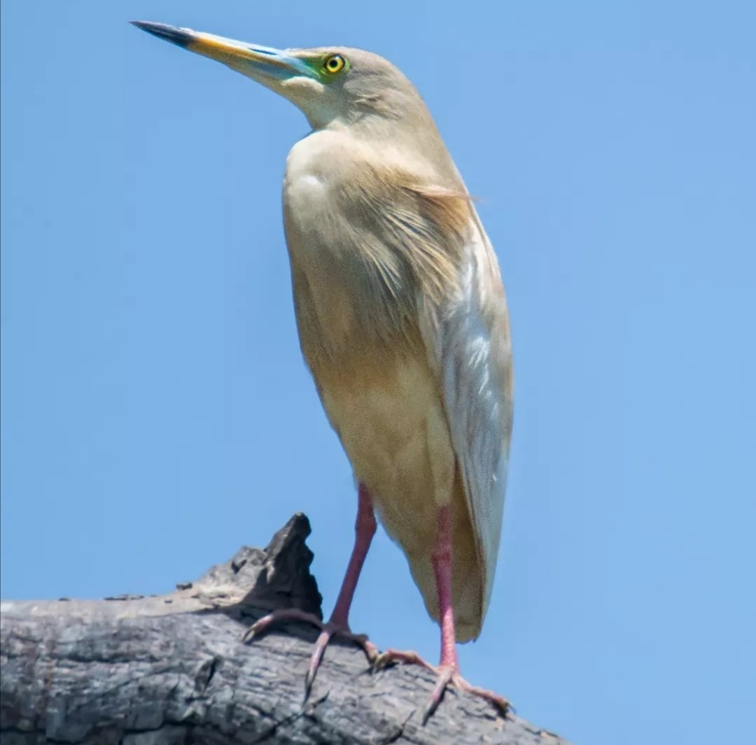 Indian Pond-Heron - ML597965551