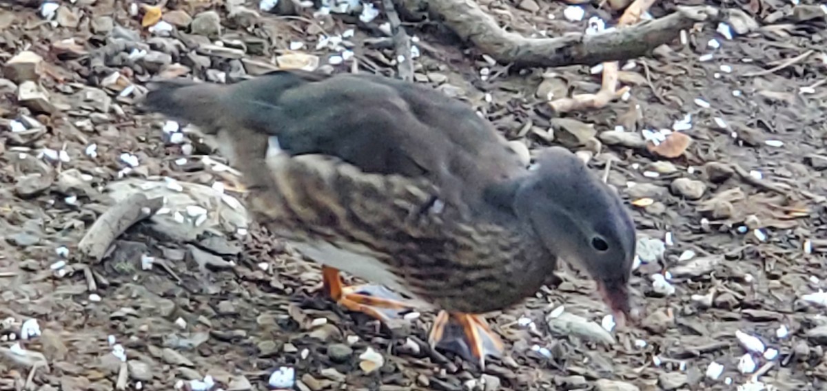 Mandarin Duck - ML597966241