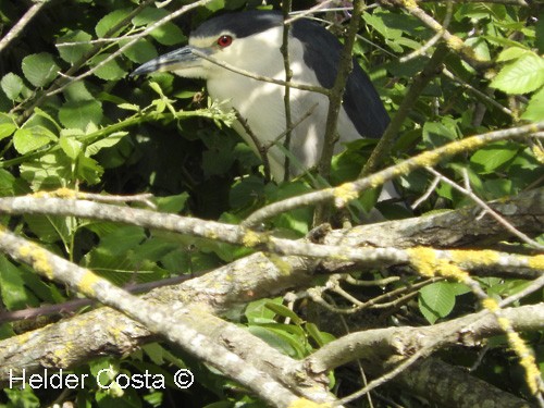 Black-crowned Night Heron - ML59796691