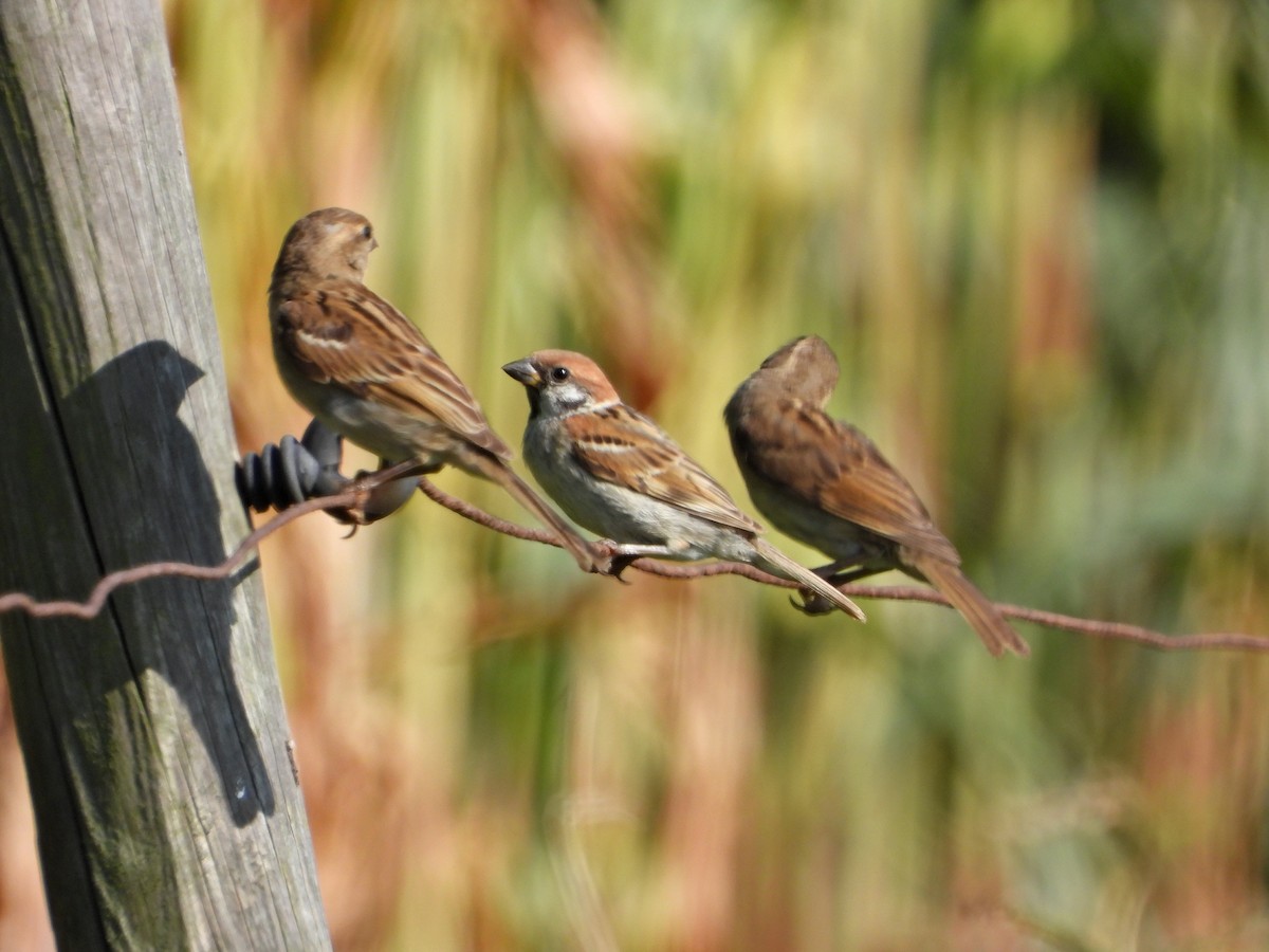 Eurasian Tree Sparrow - ML597968521