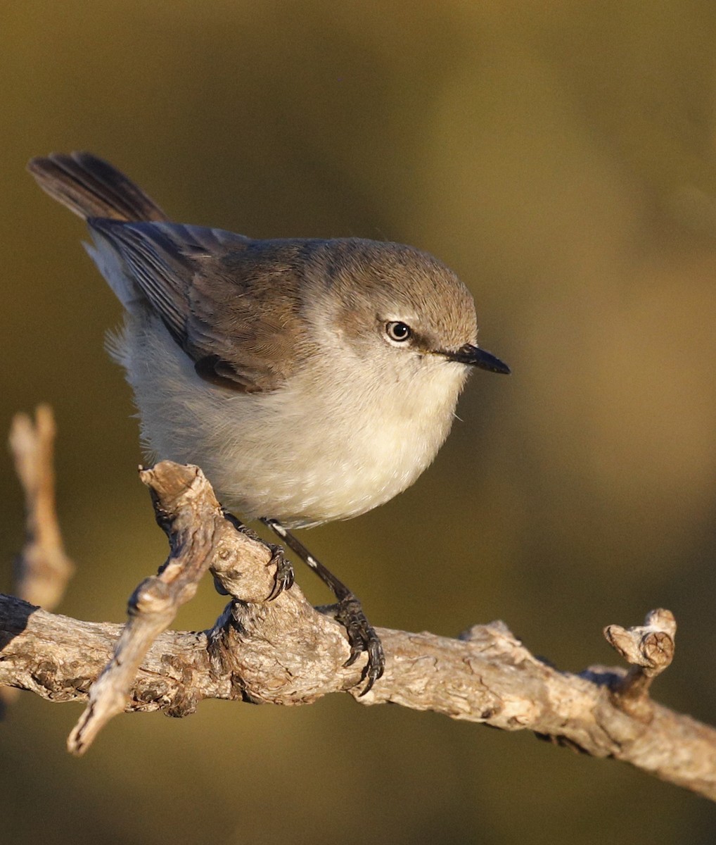 Dusky Gerygone - Laura Keene