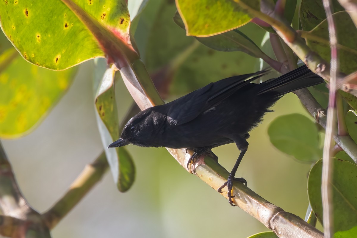 Venezuelan Flowerpiercer - Jhonathan Miranda - Wandering Venezuela Birding Expeditions