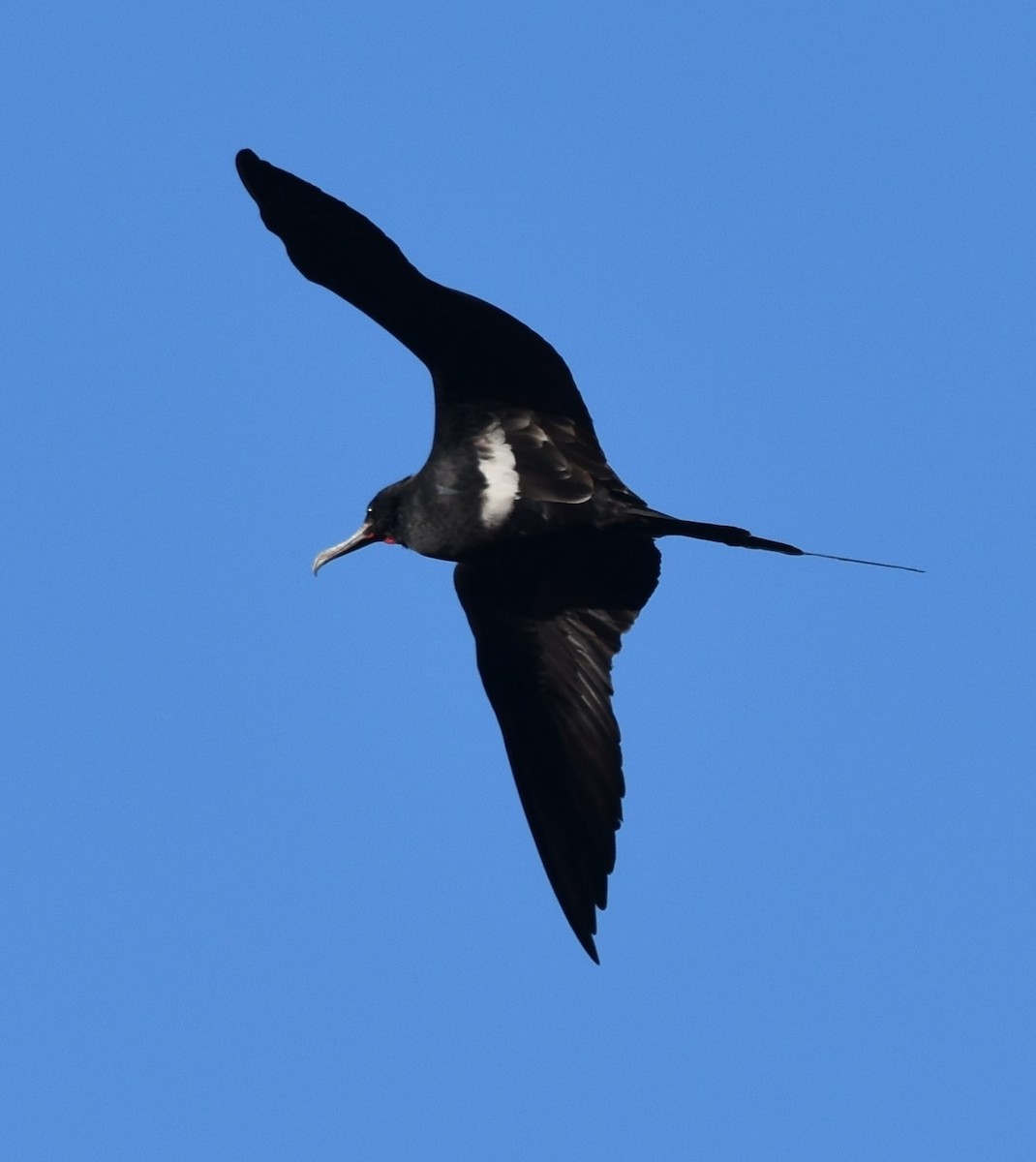 Lesser Frigatebird - ML597969691