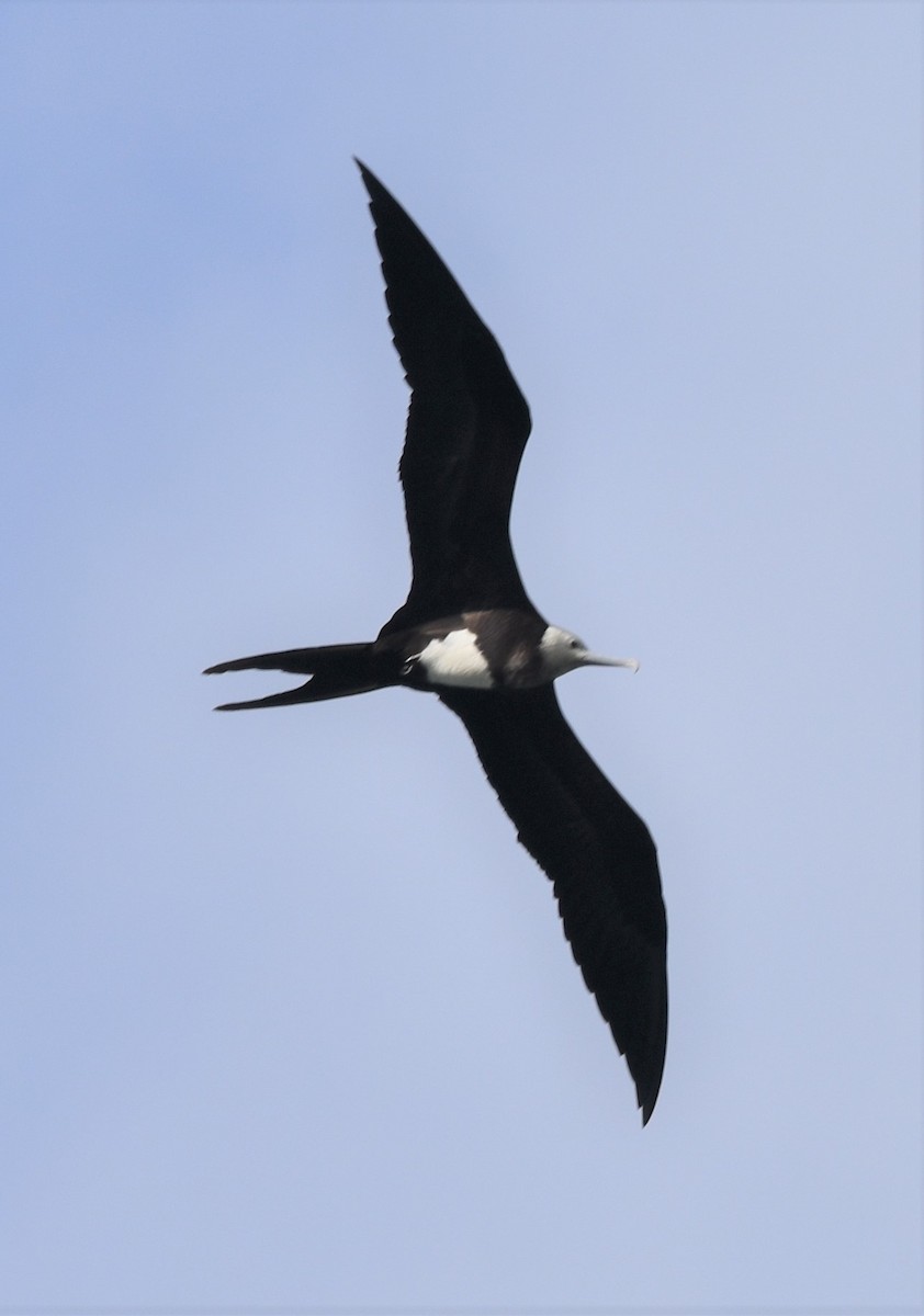 Great Frigatebird - ML597969911