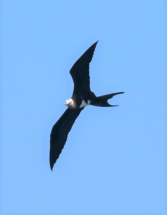 Great Frigatebird - ML597969931