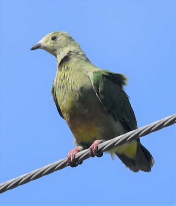 White-capped Fruit-Dove - ML597970051