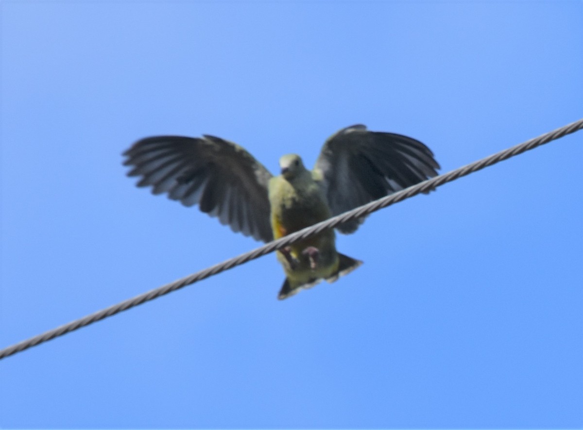 White-capped Fruit-Dove - ML597970071