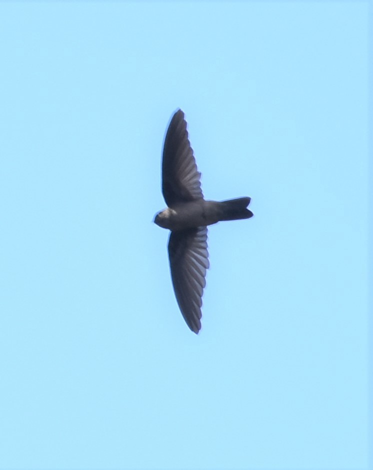 Marquesan Swiftlet - Ross Silcock