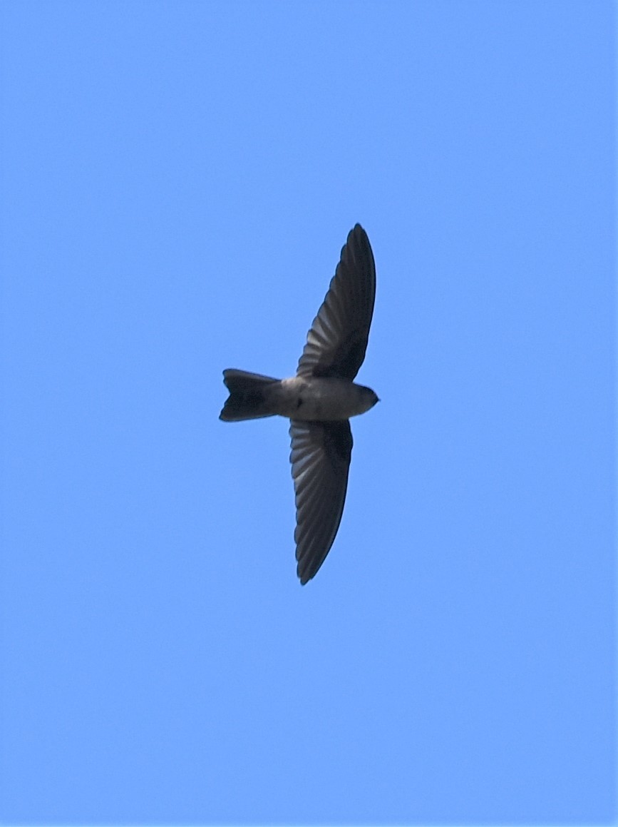 Marquesan Swiftlet - ML597970111