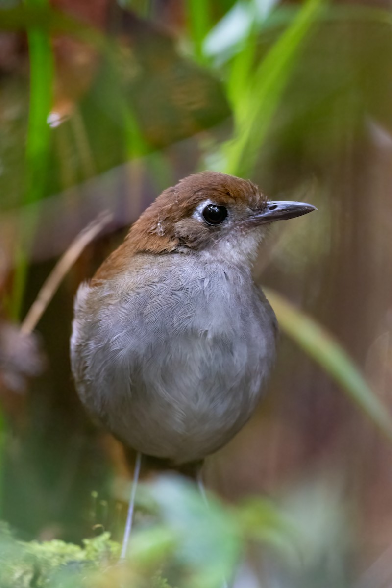 Tepui Antpitta - Jhonathan Miranda - Wandering Venezuela Birding Expeditions