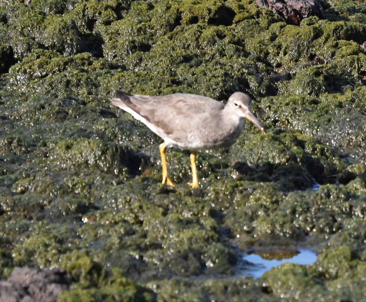 Wandering Tattler - ML597970321