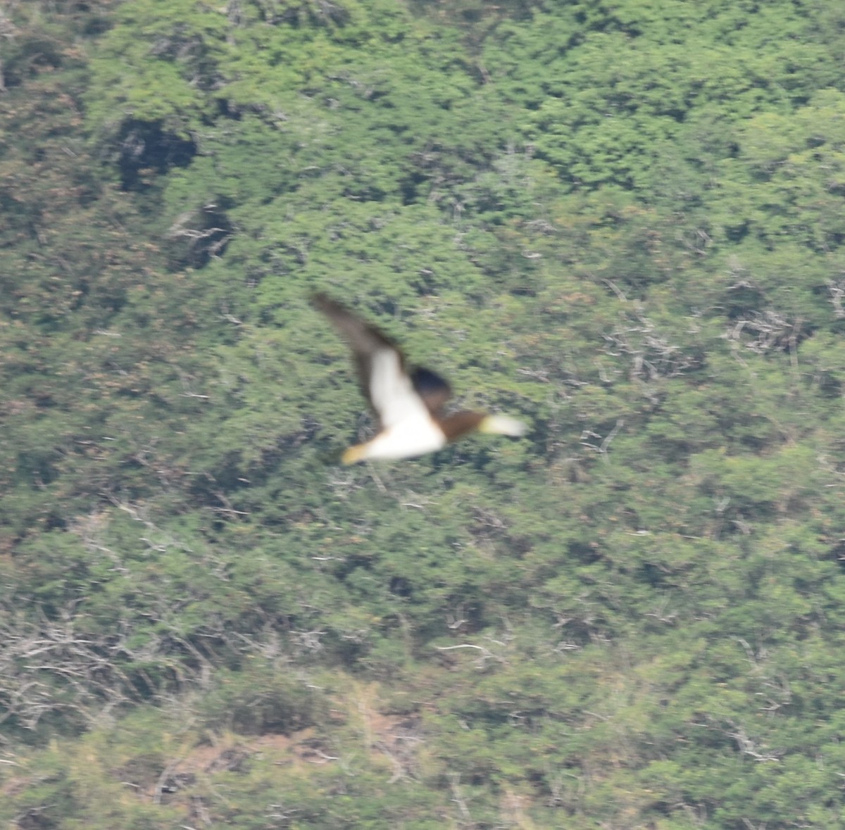 Brown Booby - ML597970581