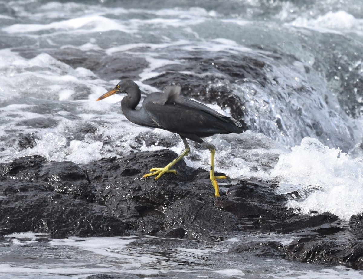 Pacific Reef-Heron - Ross Silcock