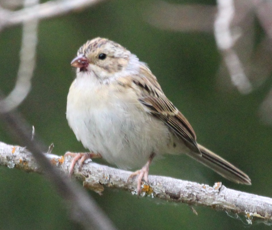 Clay-colored Sparrow - ML597971151