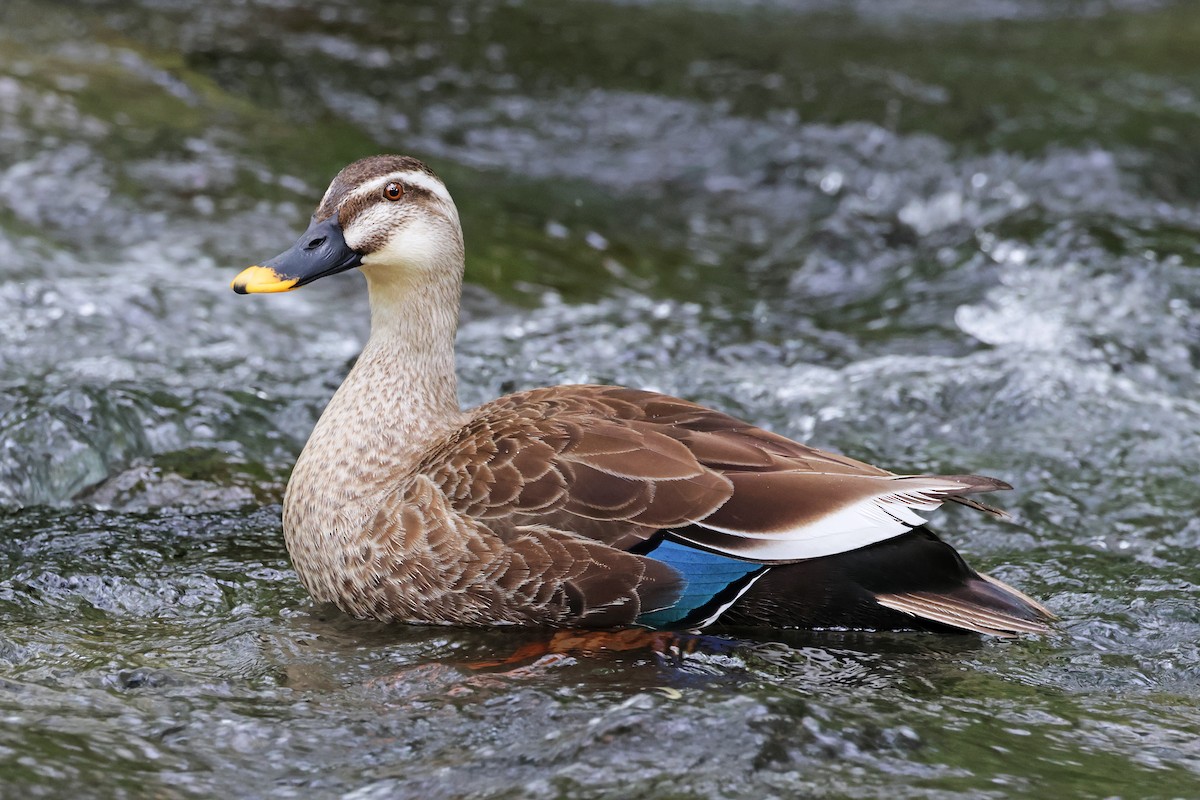 Eastern Spot-billed Duck - ML597971271