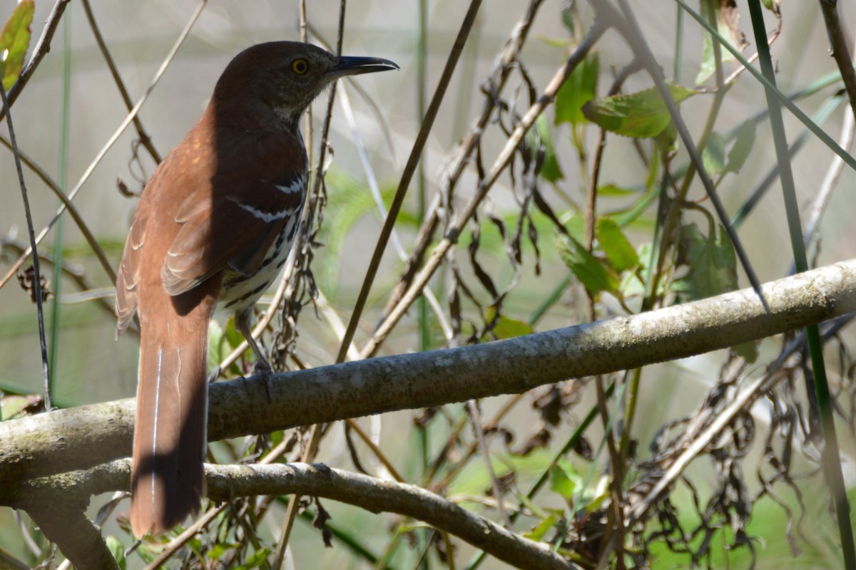 drozdec hnědý - ML59797131