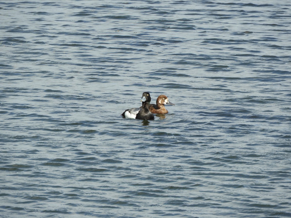 Greater Scaup - ML597971621