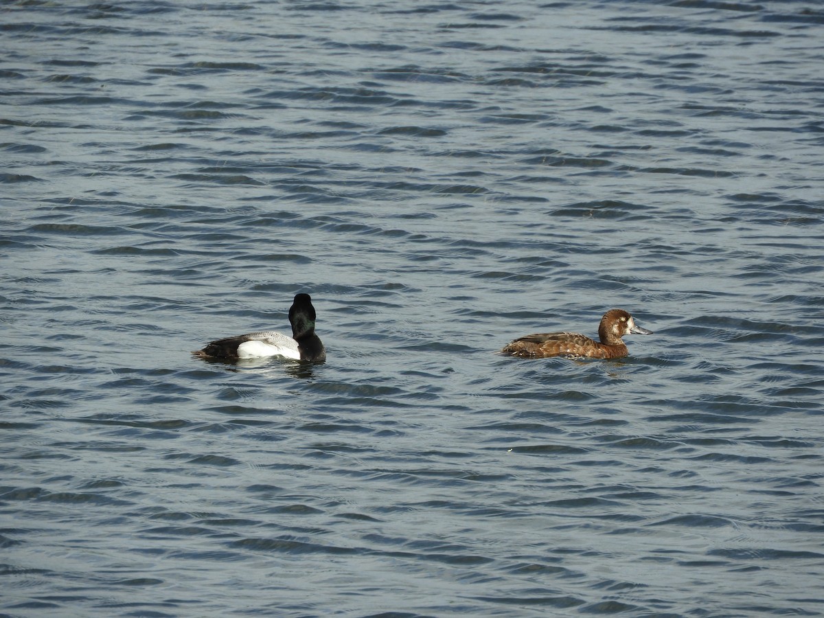 Greater Scaup - ML597971631