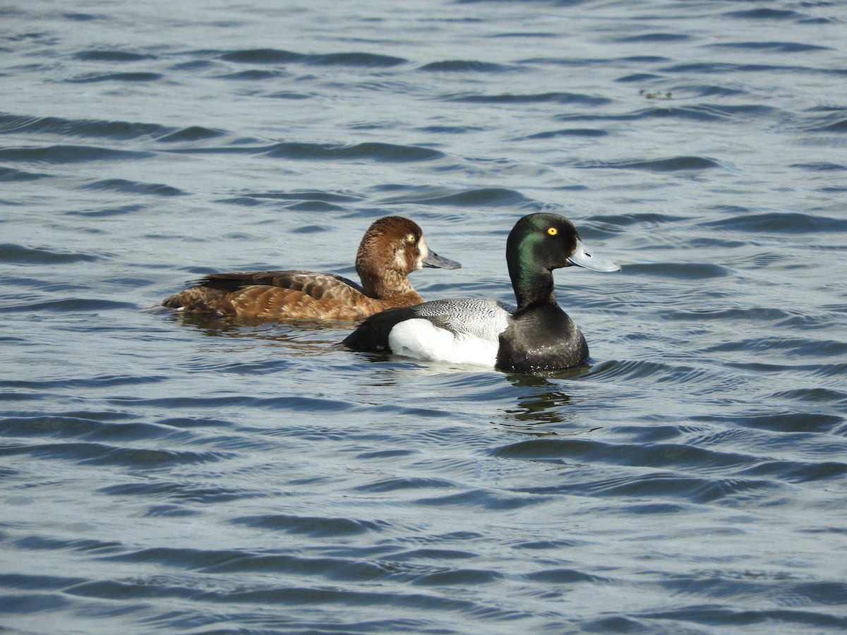 Greater Scaup - ML597971651