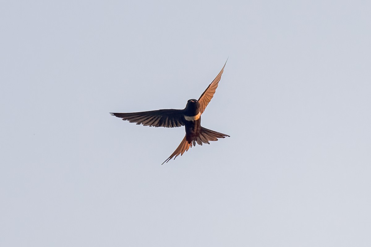 White-banded Swallow - ML597972421