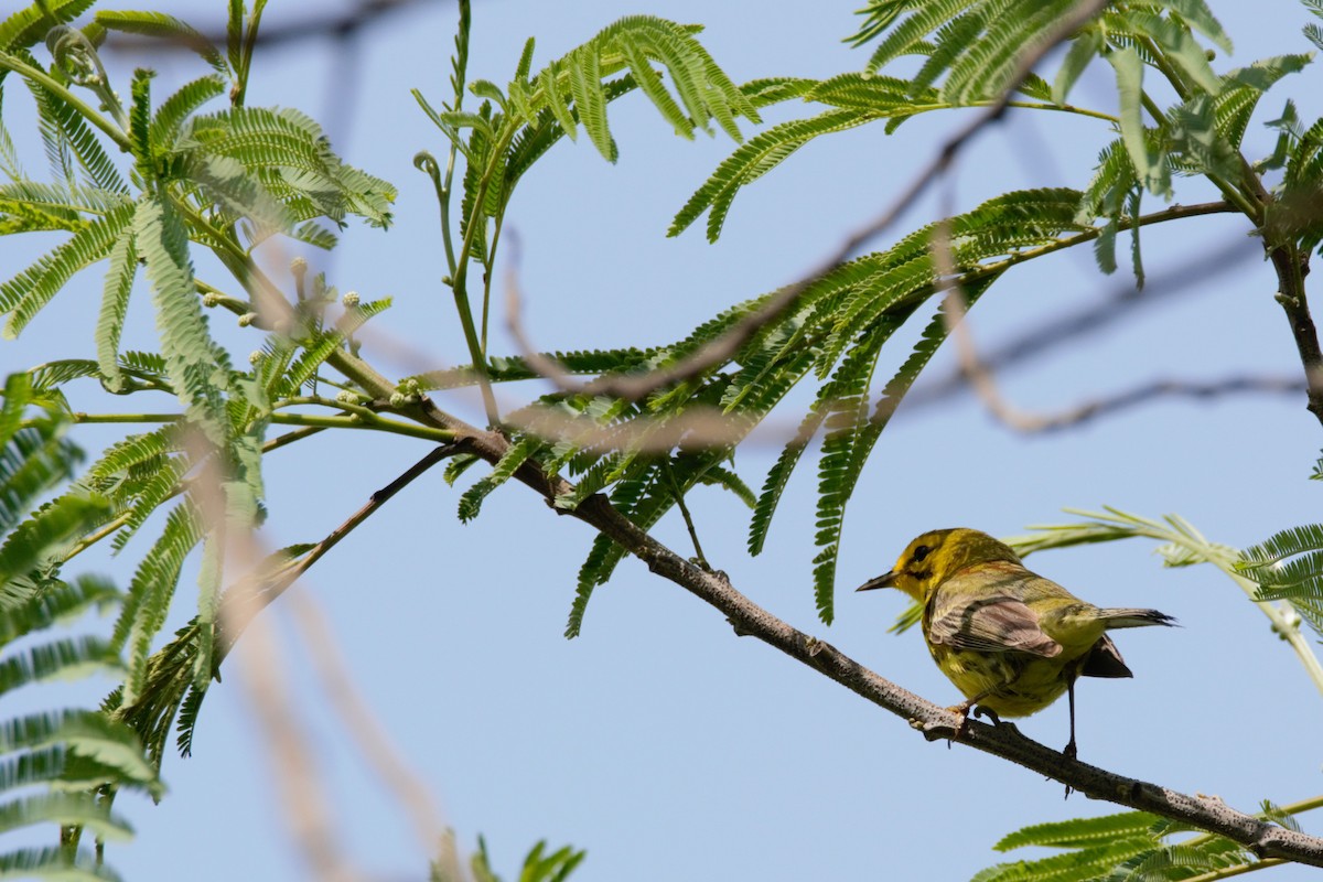 lesňáček pokřovní - ML59797351